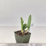 Lc. Trudy Marsh (L. sincorana f. coerulea 'SVO' x C. violacea f. coerulea 'Blue Bayou')