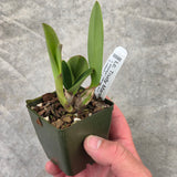 Lc. Trudy Marsh (L. sincorana f. coerulea 'SVO' x C. violacea f. coerulea 'Blue Bayou')