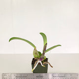 C. walkeriana (C. walkeriana 'Estrela da Colina' HCC/AOS x self)