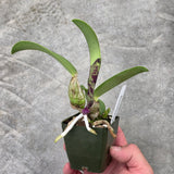 C. walkeriana (C. walkeriana 'Estrela da Colina' HCC/AOS x self)