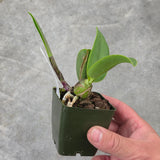 C. walkeriana (C. walkeriana 'Dayane Wenzel' HCC/AOS x self)