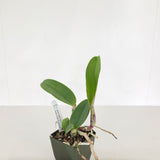C. walkeriana (C. walkeriana 'SVO Whopper' AM/AOS x C. walkeriana 'Suprema')