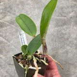 C. walkeriana (C. walkeriana 'SVO Whopper' AM/AOS x C. walkeriana 'Suprema')