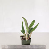 Pot. Jane Pierce 'March Madness' x Pot. Virginia Dickey 'Diamond Orchids' AM/AOS