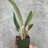 Pot. Jane Pierce 'March Madness' x Pot. Virginia Dickey 'Diamond Orchids' AM/AOS