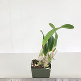 Sl. Beautiful Sunset (Sl. Orpetii 'Hidden Treasure 4N' AM/AOS x L. sincorana 'Diamond Orchids 4N')