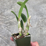 Sl. Beautiful Sunset (Sl. Orpetii 'Hidden Treasure 4N' AM/AOS x L. sincorana 'Diamond Orchids 4N')