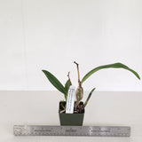 Pot. Laszlo's Spark 'Mini Flare' x Pot. Exotic Sunset 'Fire Flare'