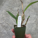 Pot. Laszlo's Spark 'Mini Flare' x Pot. Exotic Sunset 'Fire Flare'