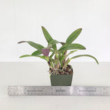 Sc. New Year's Gift (Sc. Batemaniana 'Bette' 4n x Sc. Beaufort 'Big Circle' 4n)