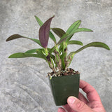 Sc. New Year's Gift (Sc. Batemaniana 'Bette' 4n x Sc. Beaufort 'Big Circle' 4n)