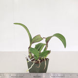 Slc. Cosmic Circle 'SVO Flat Splash' x Sc. New Year's Gift 'Coral Fire'