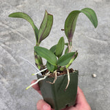Slc. Cosmic Circle 'SVO Flat Splash' x Sc. New Year's Gift 'Coral Fire'