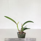 Slc. Love Fresh (L. briegeri 'SVO' x Sc. Beaufort 'Big Circle' )