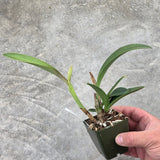 Slc. Love Fresh (L. briegeri 'SVO' x Sc. Beaufort 'Big Circle' )