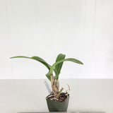 Epc. Kyoguchi 'M. Sauno' Mutation 4N x L. Gold Star 'SVO' 4n