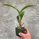 Epc. Kyoguchi 'M. Sauno' Mutation 4N x L. Gold Star 'SVO' 4n