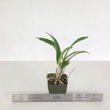 Slc. Candy Sparks 'Shut Down' x Epc. Kyoguchi 'Diamond Orchids' AM/AOS