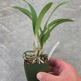 Slc. Candy Sparks 'Shut Down' x Epc. Kyoguchi 'Diamond Orchids' AM/AOS