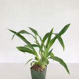 Zga. Happy Bay 'Green Hills' X Zga. Kudos 'Purity'