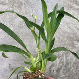 Zga. Happy Bay 'Green Hills' X Zga. Kudos 'Purity'