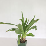 Zga. Freestyle Meadows 'Queen of Hearts' X Zga. Happy Bay 'Lime Ripple')