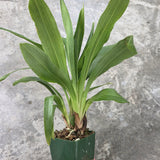 Zga. Freestyle Meadows 'Queen of Hearts' X Zga. Happy Bay 'Lime Ripple')