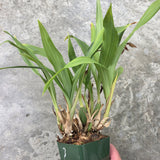 Zygo. Kiwi Korker 'Kutie' AM/AOS x self