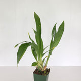 Zygo. Fandango 'Booming Fool' x self)