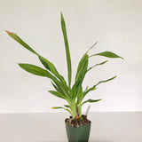Zga. Happy Meadows 'Lime Cocktail' x Zga. Kudos 'Purity'
