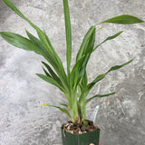 Zga. Happy Meadows 'Lime Cocktail' x Zga. Kudos 'Purity'