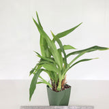 Zygo. Debbie De Mellow 'Honolulu Bay' x Zga. Adelaide Meadows 'Peckham'