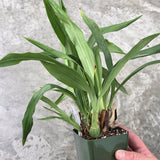 Zygo. Debbie De Mellow 'Honolulu Bay' x Zga. Adelaide Meadows 'Peckham'