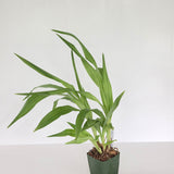Zga. Denpasar 'Red Rocket' X Zba. Dragon Kitten 'Purr'