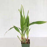 Zga. Happy Bay 'Winter Green' x Zga. Kudos 'Purity'