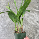 Zga. Happy Bay 'Winter Green' x Zga. Kudos 'Purity'
