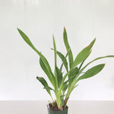 Zga. Happy Meadows 'Lime Cocktail' x Zga. Adelaide Oval 'Kermit'