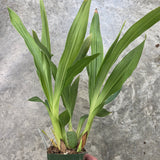 Zga. Happy Meadows 'Lime Cocktail' x Zga. Adelaide Oval 'Kermit'