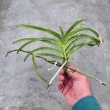 Vanda Allison Craig Scanlan (V. tessellata x V. wightii) (2431)
