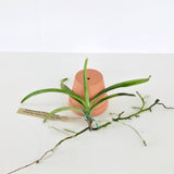 Vandachostylis Theresa Mikesell (2749)
