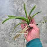 Vandachostylis Theresa Mikesell (2749)