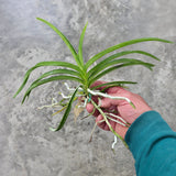 Vanda Motes Purple Rain