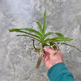 Perr. Bangkok Sunset (Aerides houlletiana #1 x Vandachostylis Thai Noi)