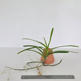 Vanda Motes Newtonian (2730)