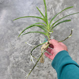 Vanda Motes Newtonian (2730)