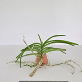 Vanda Motes Purple Streak (2735)