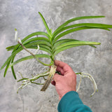 Vanda Motes Purple Streak (2735)