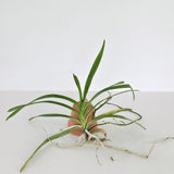 Papilionanda Motes Spitfire