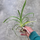 Papilionanda Motes Spitfire