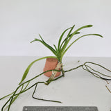 V. Crystelle Smith (V. insignis x V. perplexa) (1904)